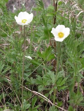 Byliny suchomilných trávníků pastvin Sasanka lesní (Anemone sylvestris) Rostlina patřící do čeledi pryskyřníkovité (Ranunculaceae), kvetoucí od dubna do června.