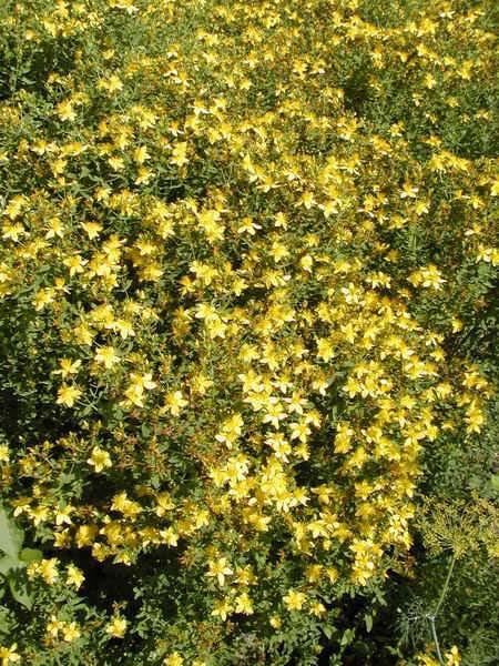 Hypericum