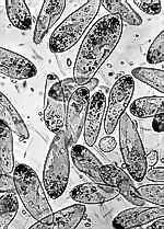 The origin of photosensitization as a science is usually attributed to the work of Oscar Raab at the turn of the century.