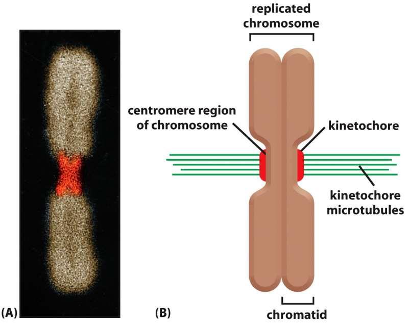 Figure 17-36a,b Molecular Biology