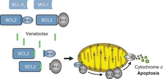 Inhibitor anti-apoptotického proteinu Bcl-2 Abt199/VENETOCLAX (schválen 2016 pro některé typy leukemií) BH3