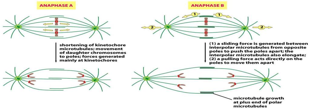 Figure 17-46 Molecular Biology