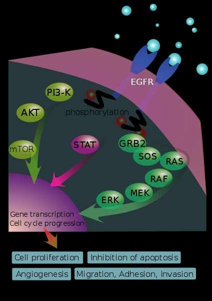 anti HER1/EGFR-1/ERBB (Cetuximab) kolorektální karcinom a nádory hlavy a krku EGFR/ HER1/ERBB (