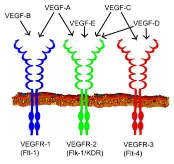 anti VEGF-A (Avastin alias Bevacizumab ) Schválen jako inhibitor angiogeneze Širší spektrum solidních nádorů VEGEF-A (vascular