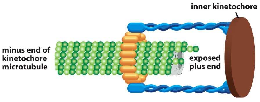 Figure 17-37 Molecular Biology