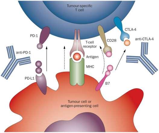 Inhibice imunitního checkpointu (immune checkpoint inhibitors) cíl: odstraněná suprese cytotoxické odpovědi T-buněk Nádory a APC exprimují na povrchu buněk PD-L1 (programmed cell death 1 ligand 1).