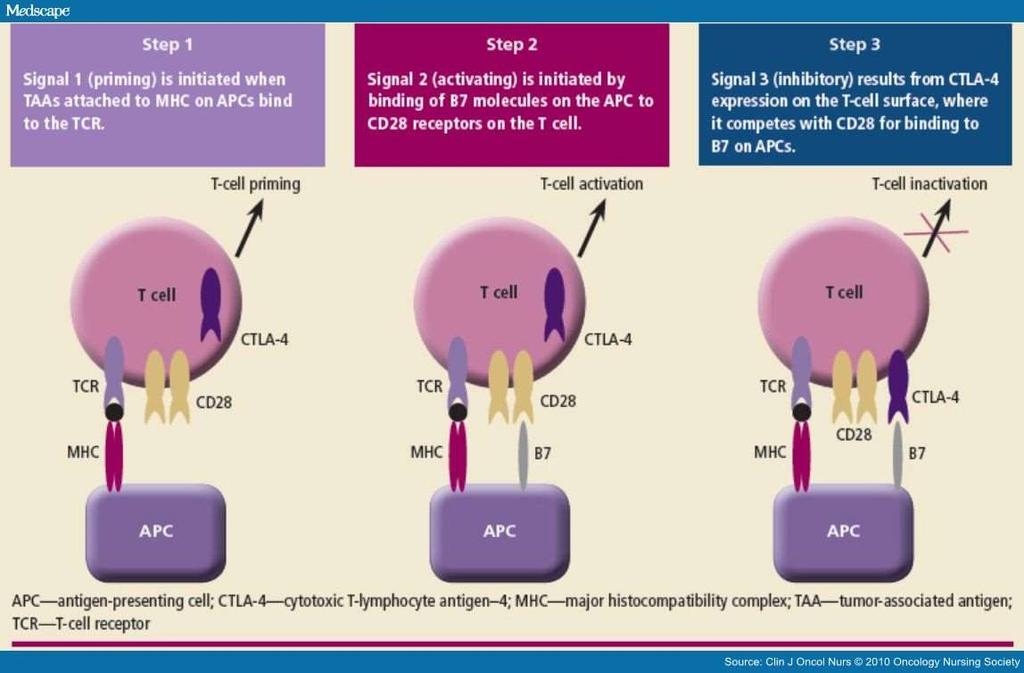 Ipilimumab (Yervoy) Anti-CTLA-4 schválen pro melanom, Hodgkinův lymfom a další