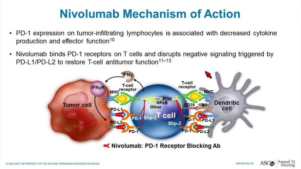 Nivolumab (Yervoy) anti-pd-1 Pembrolizumab (Keytruda) anti-pd-1 schváleny pro melanom, Hodgkinův lymfom a další solidní