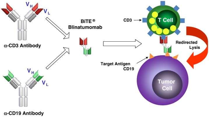 BiTEs (bispecific T-cell Engagers) Blinatumomab (BLINCYTO) chiméra s dvěma vazebnými místy: anti CD19 (na maligních a normálních