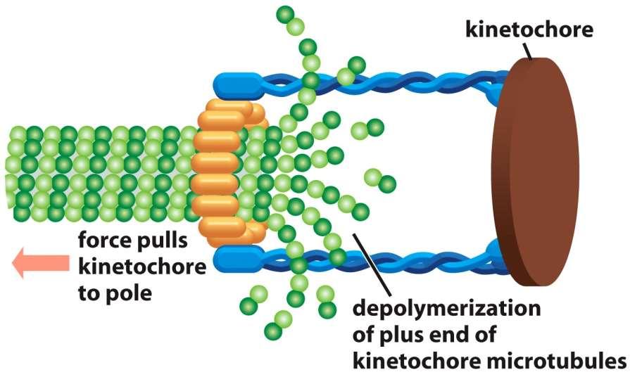 Figure 17-40 Molecular Biology