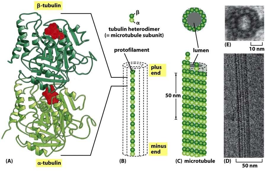 Figure 16-11 Molecular Biology