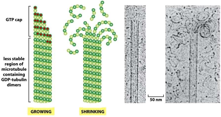 Figure 16-16c Molecular Biology