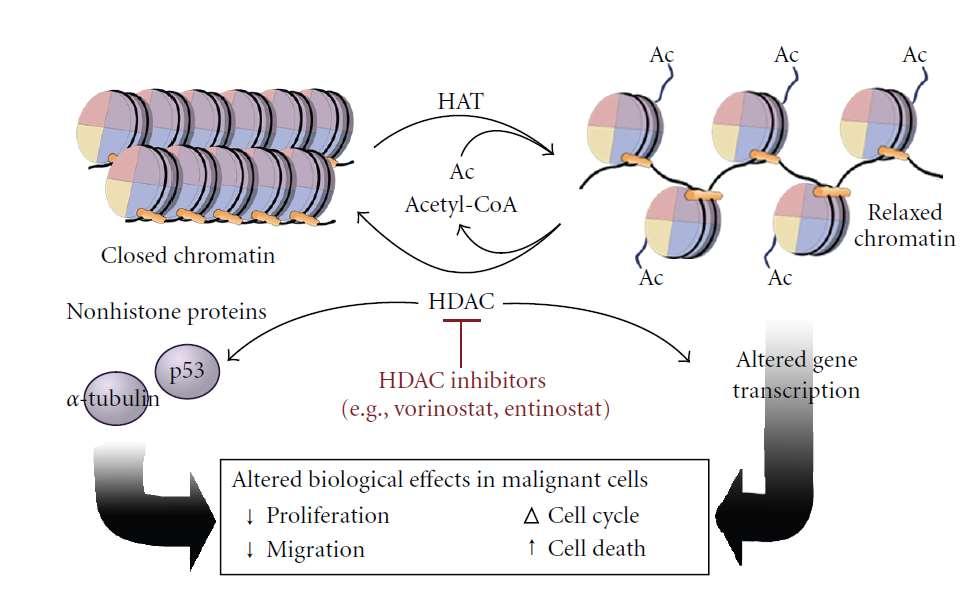 Inhibitory histondeacetyláz heterochormatin acetylace deacetylace