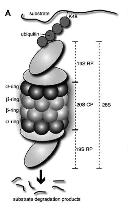 Bortezomib (Velcade, dipeptidový derivát kyseliny