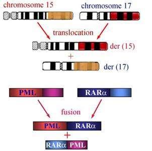 Maligní fenotyp je často asociován s defektem diferenciace Diferenciační terapie Receptor kyseliny retinové Za normálních okolností nukleární receptor Retinoic acid receptor alfa (RARa) reguluje