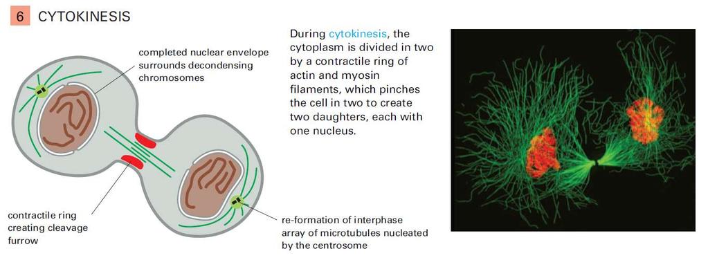 molecular