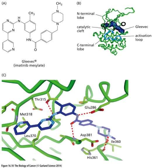 Gleevec (imatinib mesylate) Testy v 1996-2000 Schválen 2001 pro terapii CML Vysoce specifický pro ATP vazebný zářez BCR-ABL (Jen 4 TK