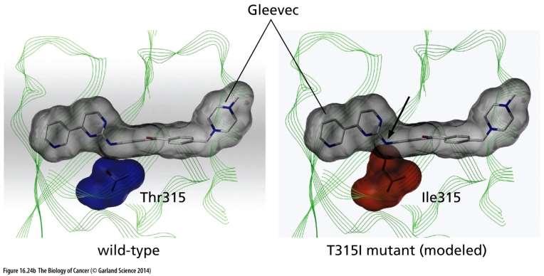Gleevec (imatinib mesylate) Část pacientů s CML získá rezistenci na imatinib, často
