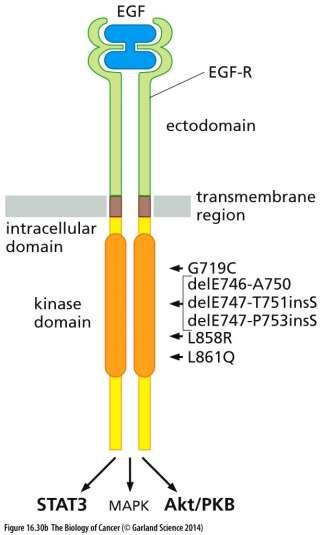 Inhibitory receptorové tyrozinkinázy EGFR-1/HER1 (epidermal growth factor recepor