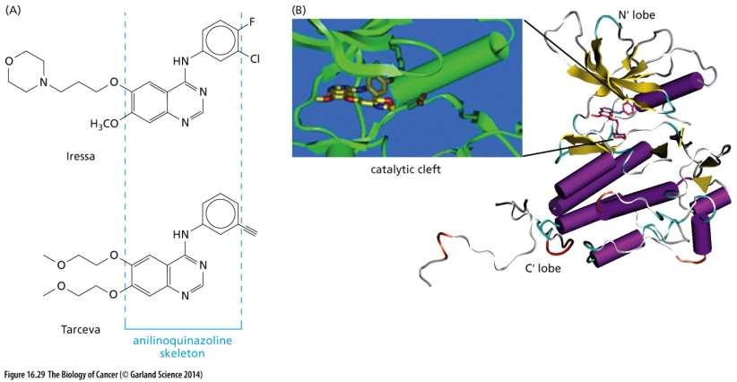 Tarceva (erlotinib) a Iressa (gefitinb)