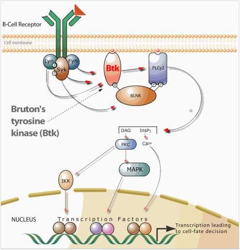 Inhibitor BTK (Bruton s tyrosine kinase)