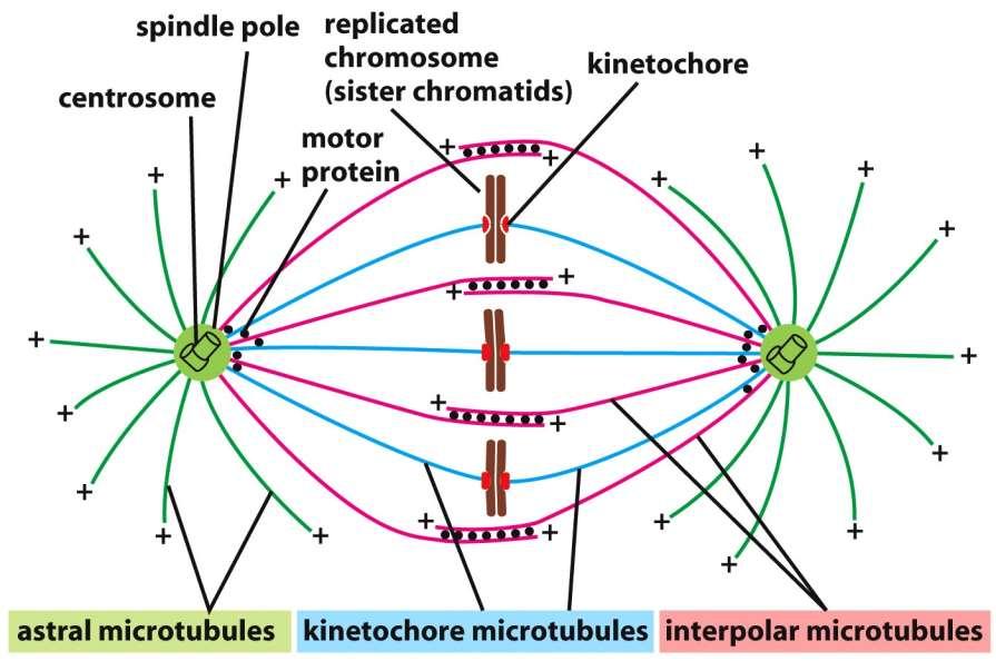 Figure 17-28 Molecular Biology