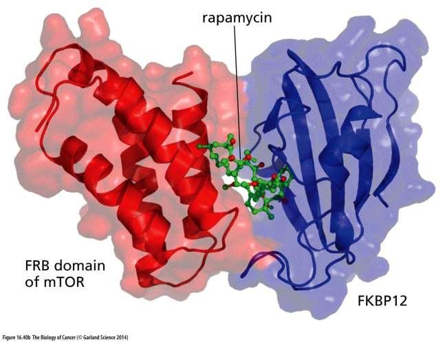 Rapamycin se váže na FKBP12 a