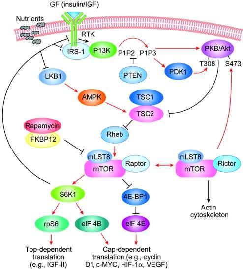 mtor funguje ve dvou komplexech MTORC1 a MTORC2 (s proteiny Raptor a Rictor) s