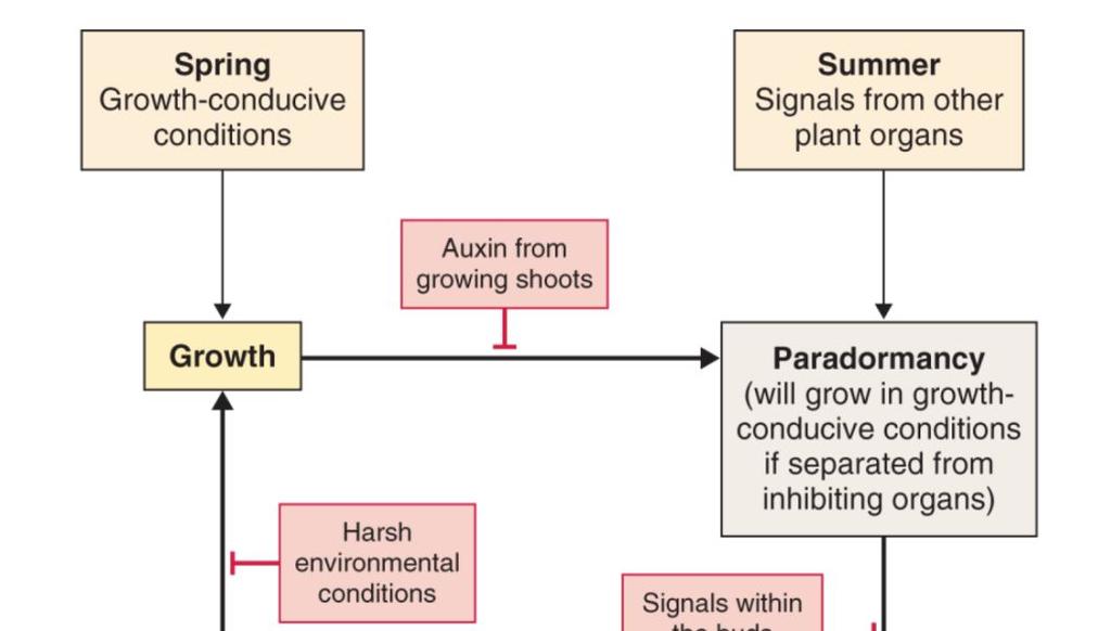 2 - heat-shock proteiny - LEA proteiny - proteiny příbuzné LEA geny obsahují ABRE motiv Mechanismus tolerance k vysychání?