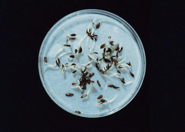 (FR; 710-740 nm) 15 Indukce klíčení světlem - regulace biosyntézy a signalizace 16 giberelinů