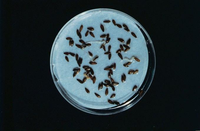 deaktivující geny GA biosyntetické geny Dark R R FR PIL5 PIL5 G-box,, DELLA proteiny R FR R R