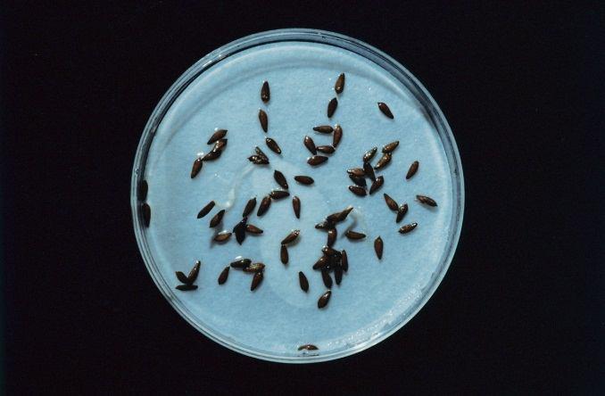 (active) Neznámý faktor X GA deaktivující geny GA biosyntetické geny phy (Pfr) GA 4 (active)