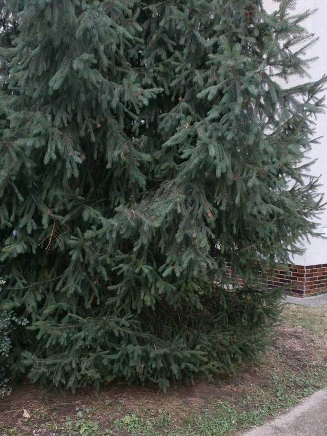 HÁLKA Č. 5 Nalezena 17. října v Kolíně, v prostoru za obytným domem v Polepské ulici, na smrku.