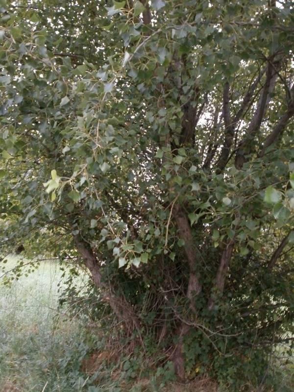 HÁLKA Č. 6 Nalezena 3. října v Kolíně na sídlišti U Jána, kde je větší výskyt topolu černého.