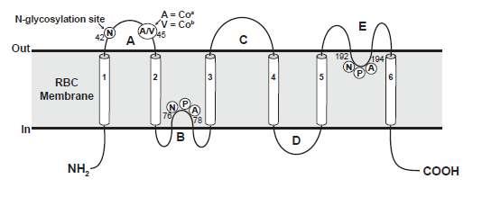 7. SYSTÉM COLTON Tabulka 9: Výskyt antigenů skupinového systému Colton [16] Antigen Název Frekvence výskytu Fenotyp Výskyt % CO1 Co a 99,8 % Co (a+b-) 91.4 CO2 Co b 8.6 % Co (a-b+) 0,2 CO3 Co3 >99.