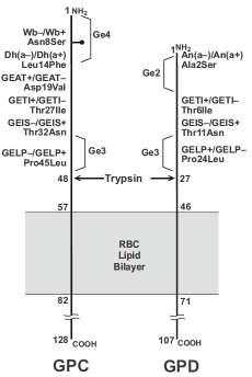 9. SYSTÉM GERBICH (GPC) a glykoforin D (GPD) jsou dalším párem s homologickou strukturou. GPC a GPD fungují jako nosiče pro Gerbich systém.