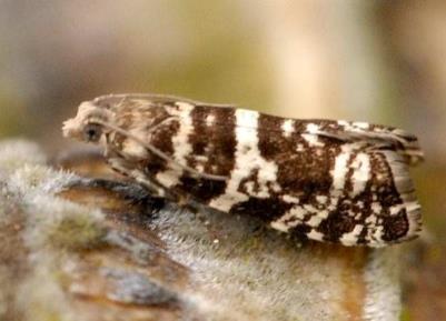 Piliarka smreková Pristiphora abietina Piliarka