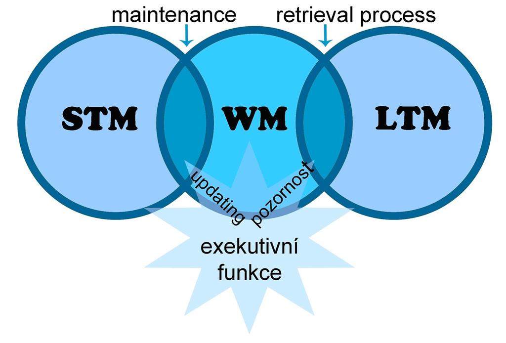 Obr. 4: Vztah mezi pamětí a exekutivními funkcemi Vztah mezi třemi složkami paměti a exekutivními funkcemi STM krátkodobá paměť, WM pracovní paměť, LTM dlouhodobá paměť, maintenance uchování,