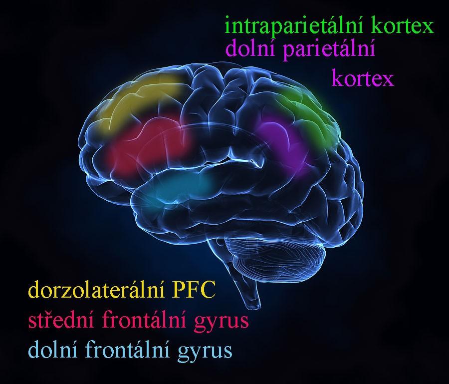 porovnání s kontrolní skupinou)15. Díky tréninku byla tedy posílena aktivace v oblastech zodpovídajících za verbální paměť.