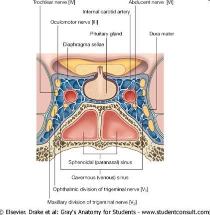 Sinus