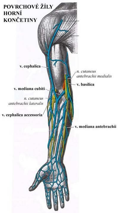 Povrchové žíly HK v. axillaris v. cephalica vv. thoracoepigastricae vv. costoaxillares v.