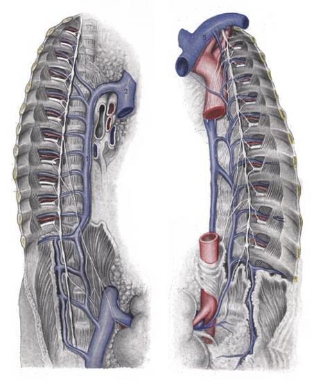 Soustava vena azygos v. azygos + hemiazygos (lichá a pololichá žíla) doprovázejí aorta thoracica žádné chlopně zadní dolní a horní mediastinum začátek: v.