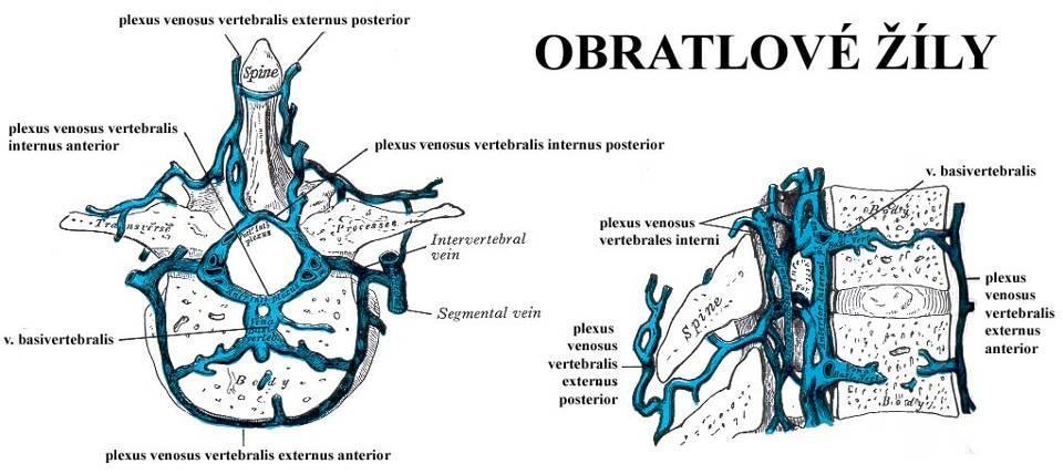Páteřní žíly plexus venosi vertebrales externi (ant. + post.