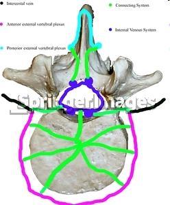 Páteřní žíly epidurální prostor (vnitřní pleteně) mají svoji stěnu na rozdíl od splavů nemají chlopně kavo-kavální anastomóza spojení s plexus basilaris v lebce (emisarium) ústí do: v.