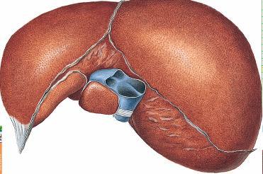žádné chlopně, vzácně část zdvojená sulcus venae cavae hepatis