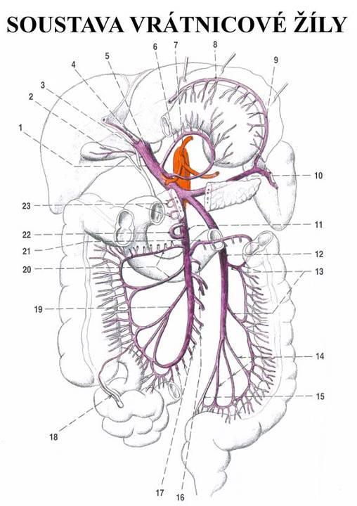 Vena portae = Vrátnicová žíla sbírá krev z nepárových břišních orgánů nemá chlopně začátek: soutok v. splenica + v. mesenterica sup. v. mesenterica inf.