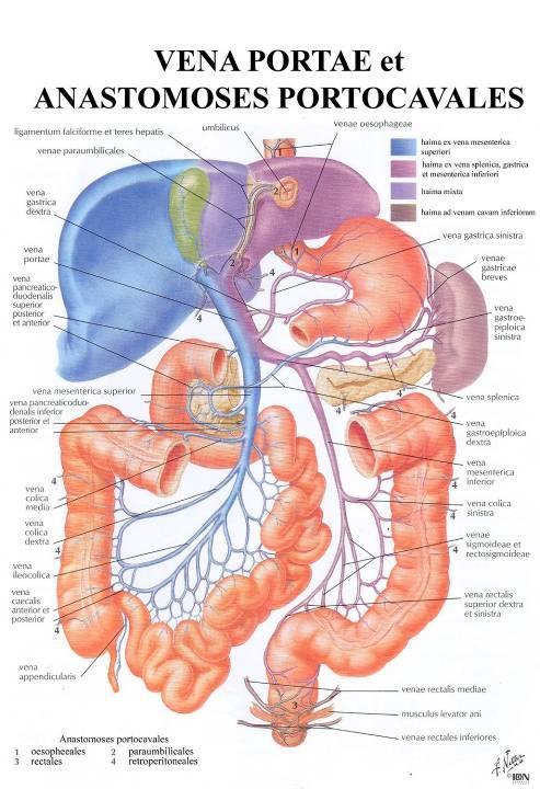 Portokavální anastomózy vv. gastricae vv. oesophageales (jícnové varixy) v tunica submucosa vv. gastricae vv. paraoesophageales v tunica adventitia plexus venosus rectalis vv.