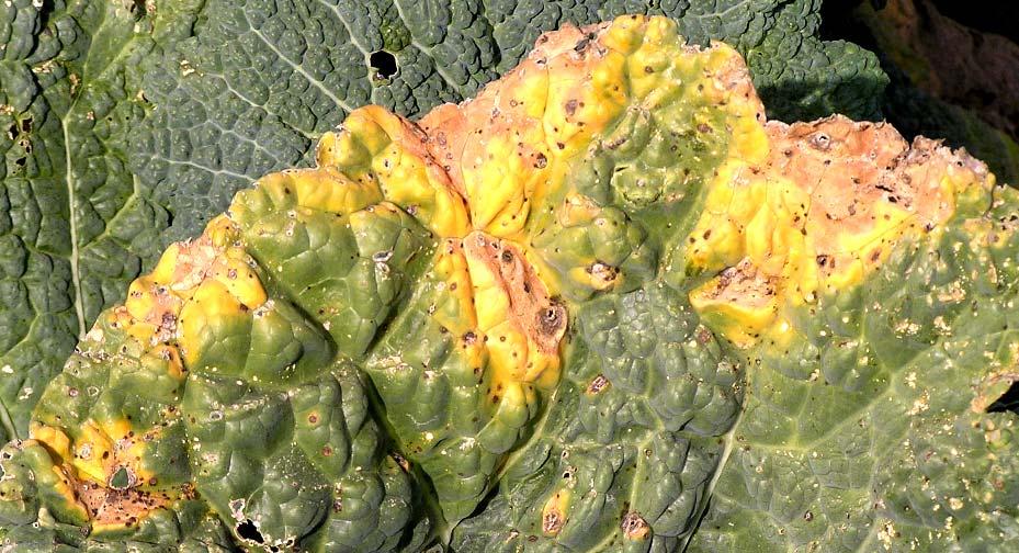 mikroskopické houby Alternaria