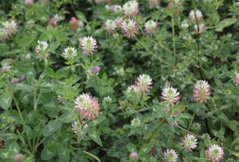 (Trifolium vesiculosum) a další Jetel jahodnatý Kozinec cizrnovitý Jetel šípovitý Druhy, zaváděné do kultury v
