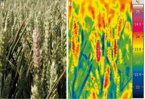 Změna teploty klasů pšenice (Triticum aestivum L.